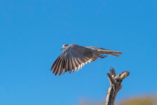 Turkse Tortel Streptopelia decaocto Malaga Spanje