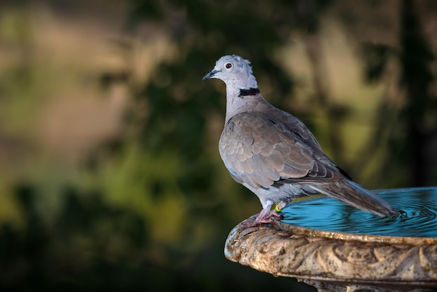 Foto turkse tortel (streptopelia decaocto).