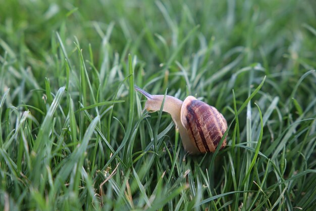 Foto turkse tuin druiven slak close-up