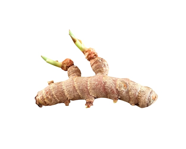 Photo turmeric curcuma longa is a popular herbaceous spice it is used in siddha or ayurvedic medicine