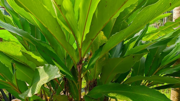 turmeric green plant