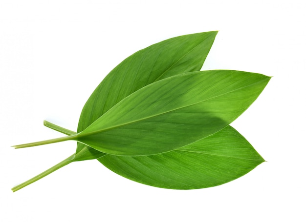  Turmeric Leaves isolated 