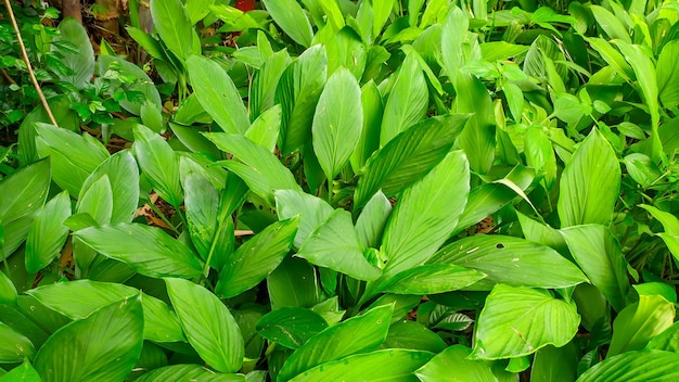 The turmeric plant is a spice native to Southeast Asia Curcuma longa