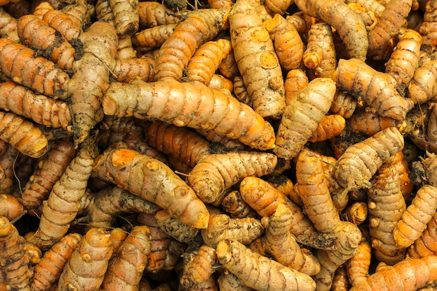 Turmeric root in agriculture field