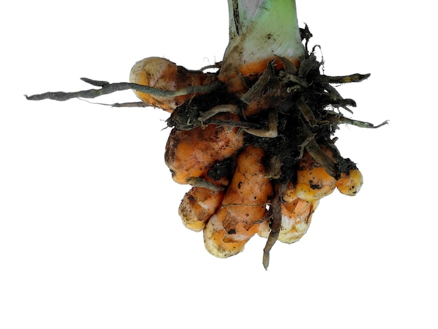 Turmeric with root on white background