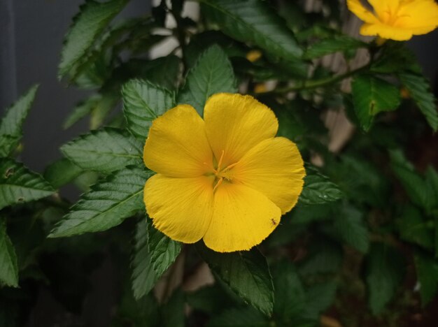 Photo turnera ulmifolia in the garden