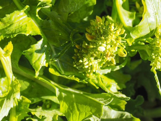 Turnip greens leaves