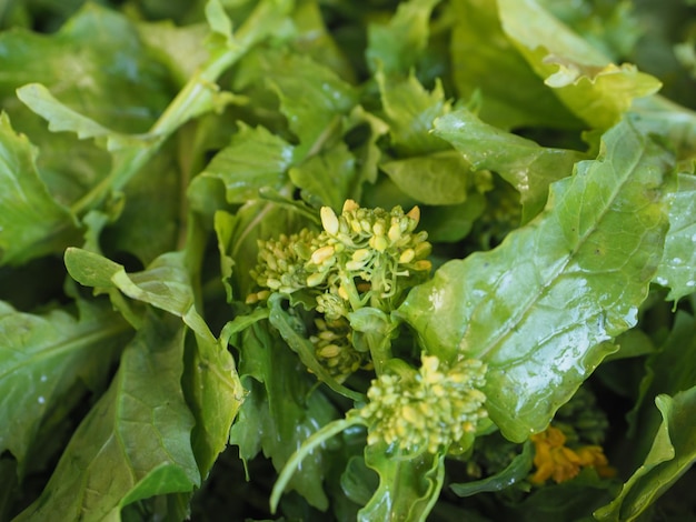 Turnip greens leaves