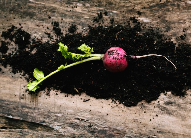 Turnips and soil on a wood