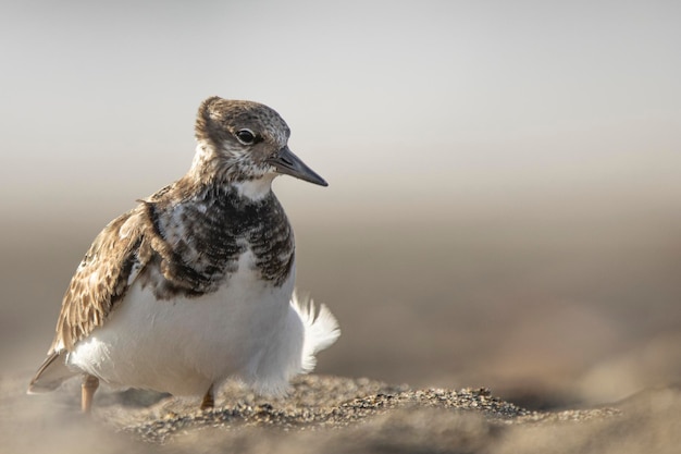 Turnstones in the sand of the beach