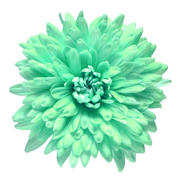 Turquoise chrysanthemum bloem geïsoleerd op een witte achtergrond Bloemmotief object Plat lag bovenaanzicht