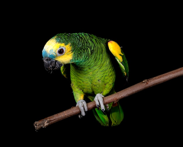 Turquoise-fronted amazon isolated on black