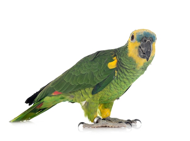 Turquoise-fronted amazon isolated on white