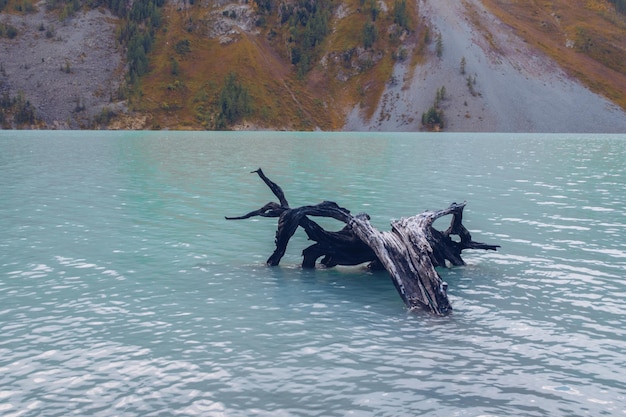 Turquoise Kucherla bergmeer met pittoreske houten log in het water Belukha nationaal park Altai republiek Siberië Rusland