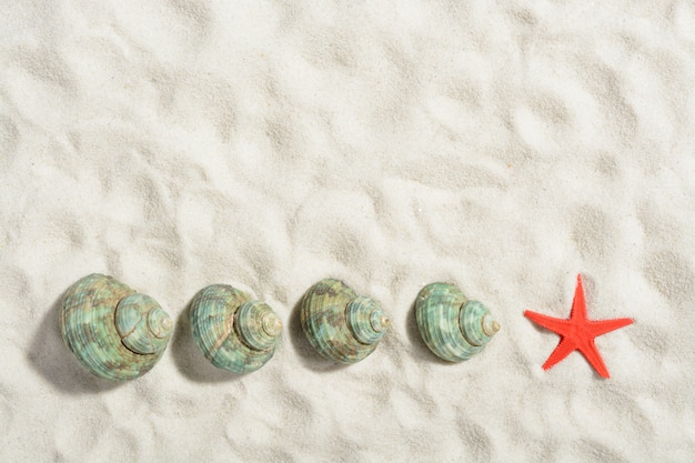 Turquoise snail shells and starfish on white sand beach