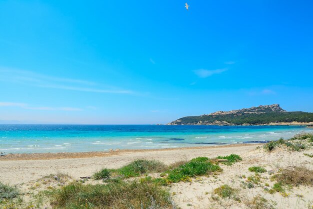 Turquoise water and green plants in Capo Testa Sardinia