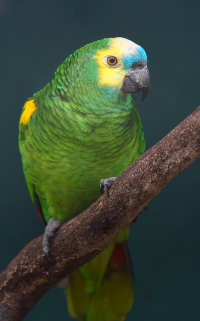 Turquoisefronted amazon