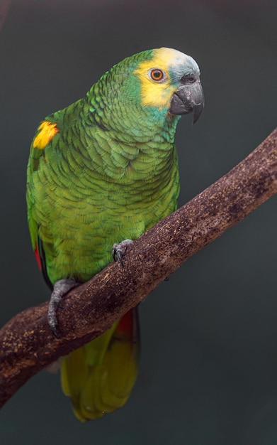 Turquoisefronted amazon