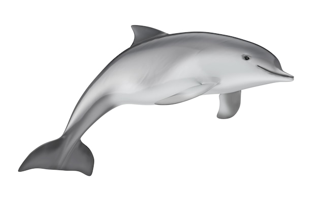 Tursiops Truncatus Ocean or Sea Bottlenose Dolphin on a white background. 3d Rendering