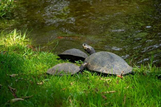 Turtle in the Amazon Region