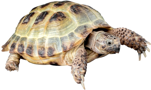 Turtle animal on a white background