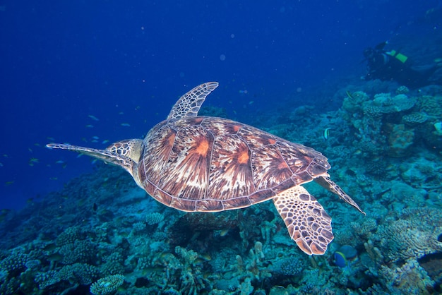 Turtle coming to you underwater