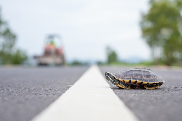 道路を横断するカメ