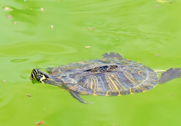 Turtle diving in the pool