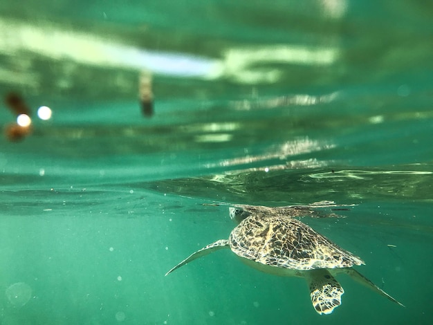 Photo turtle in dominican republic