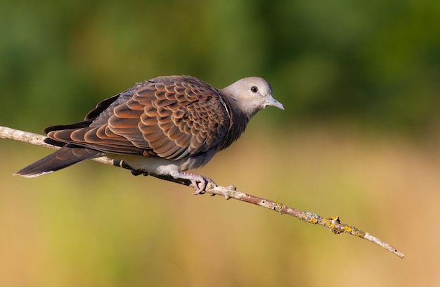 Turtle dove streptopelia turtur The sun in the early morning beautifully illuminates a bird