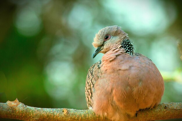 Turtle dove on the tree branch