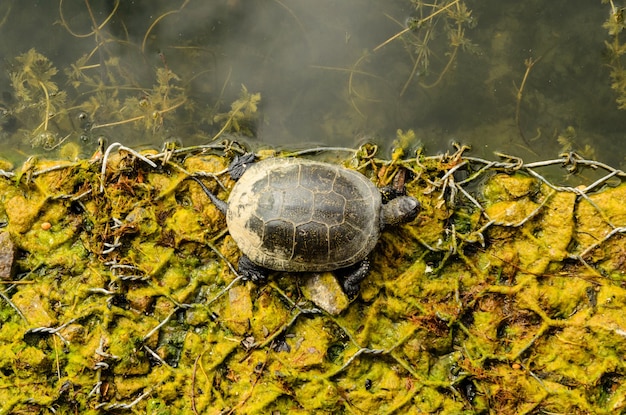 Turtle emys orbicularis resting on a riverbank