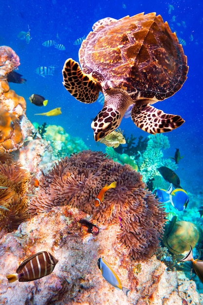 Foto tartaruga - eretmochelys imbricata galleggia sott'acqua. maldive oceano indiano.