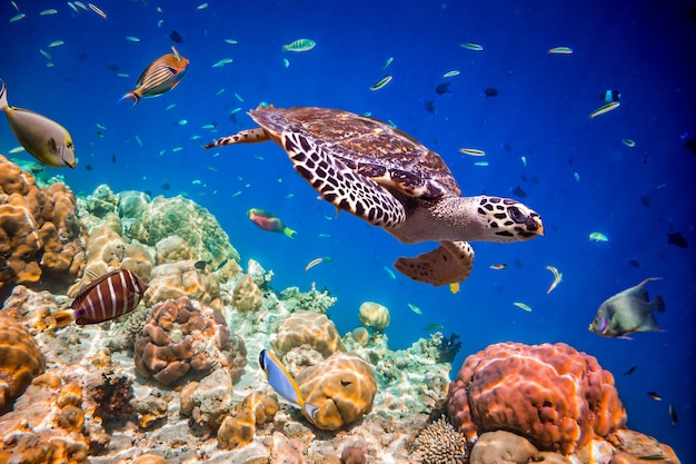 Turtle - Eretmochelys imbricata floats under water. Maldives Indian Ocean.