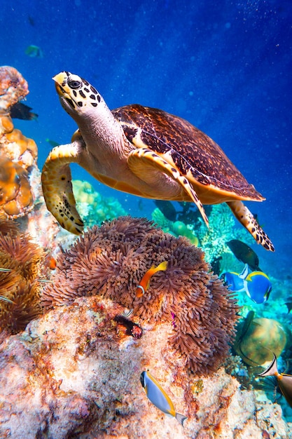 Turtle - Eretmochelys imbricata floats under water