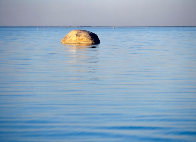 写真 海に浮かぶカメ