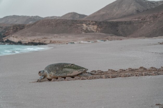 Turtle going back to the sea after nesting