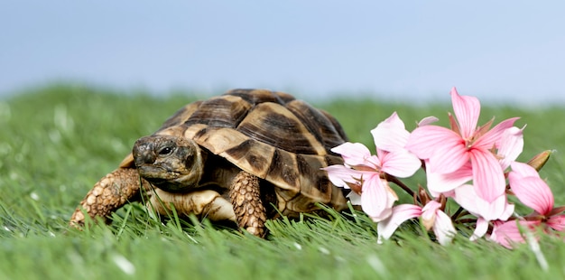 Turtle on grass against a blue sky