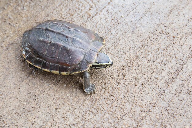 地面のカメ