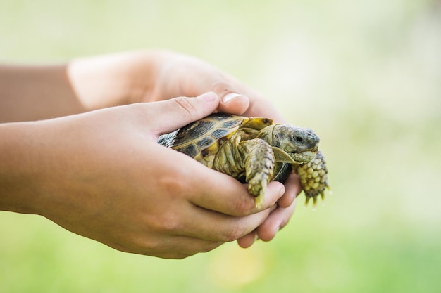 Turtle on the hands of a little boy