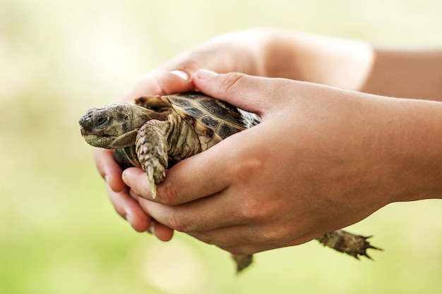 Turtle on the hands of a little boy.