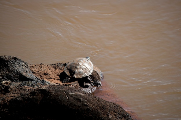 Turtle in the Iguazu River