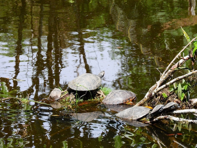 アマゾン地域のカメ