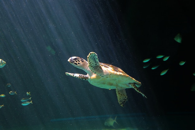 写真 水族館のカメ