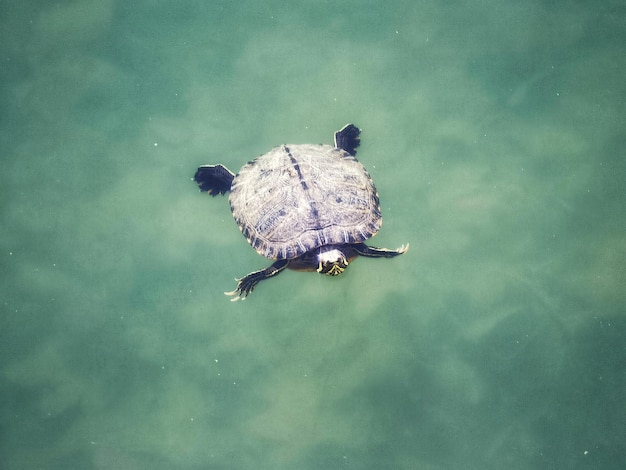 写真 池の中のカメ