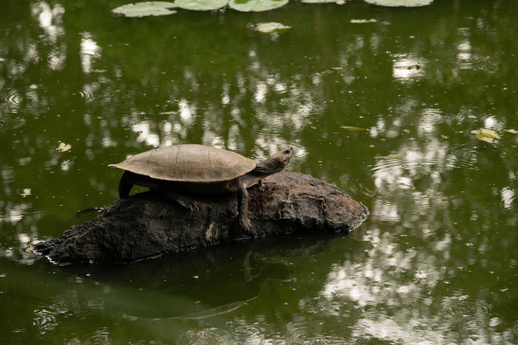 Photo a turtle is on a rock in the water
