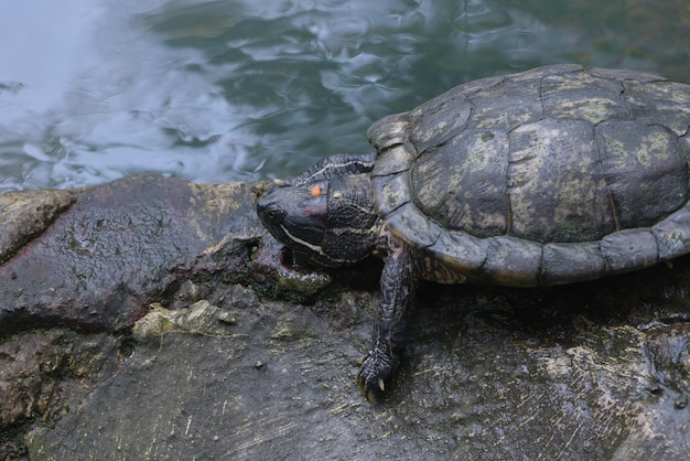 Turtle is sunbathing by the river