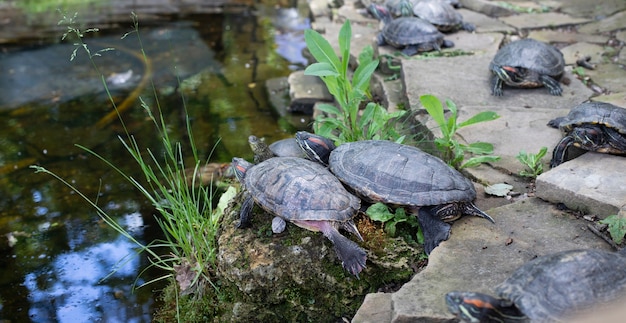 タートルアイランド。岩の上のウミガメの家族。自然。動物。動物相