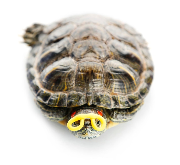 Turtle isolated on white background