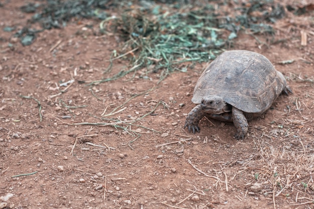 Turtle on the land